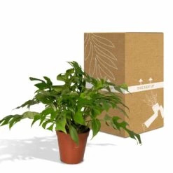 Monstera Minima - H25cm, ø15cm - Plante D'intérieur -Ryobi Jardin Boutique b8c87ee92749a24b