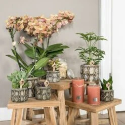 Schefflera Bush - H36cm, ø9cm - Plante D'intérieur -Ryobi Jardin Boutique b8dac95d928d5495