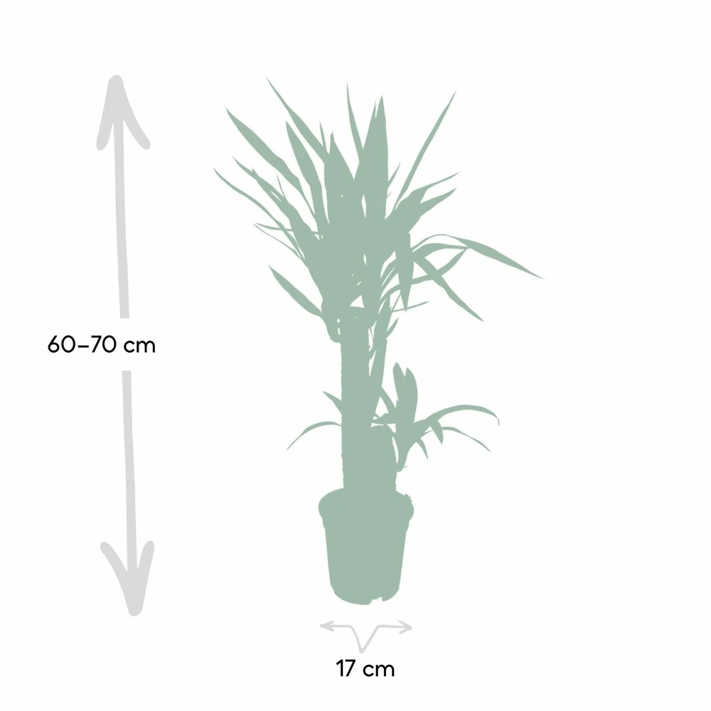 Yucca - H85cm, ø17cm - Grande Plante D'intérieur 4 Yucca - H85cm, ø17cm - Grande Plante D'intérieur – Image 4