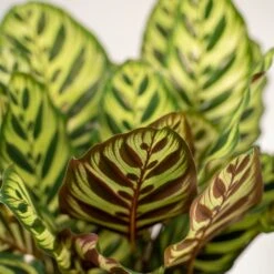 Calathea Makoyana, Calathea Orbifolia, Duo De Plantes - Plantes D'intérieur -Ryobi Jardin Boutique bb840d1663c488a3