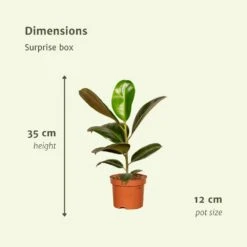 Box Suprise X6 - Plantes D'intérieur -Ryobi Jardin Boutique bb903151827f8d7f
