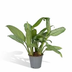 Aglaonema Christina - H30cm, ø12cm - Plante D'intérieur