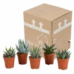 Gasteria, Haworthia, Box De 5 Plantes - H12cm, ø5,5cm - Plantes D'intérieur -Ryobi Jardin Boutique bf054cfd56654567