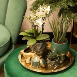 Haworthia Limifolia - ø6cm - H11cm, ø6cm - Plante D'intérieur 7 Haworthia Limifolia - ø6cm - H11cm, ø6cm - Plante D'intérieur -Ryobi Jardin Boutique bf7305019d958c28