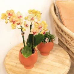 Orchidée Orange Phalaenopsis - H35cm, ø9cm - Plante D'intérieur Fleurie 8 Orchidée Orange Phalaenopsis - H35cm, ø9cm - Plante D'intérieur Fleurie -Ryobi Jardin Boutique c3575bfd74a33c8f