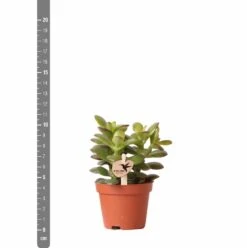 Crassula - H11cm, ø6cm - Plante D'intérieur -Ryobi Jardin Boutique c4e1906cdfe0566b