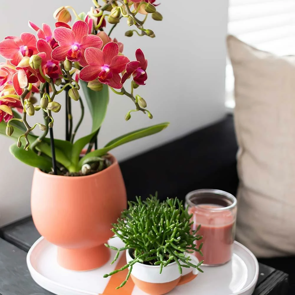 Orchidée Rouge Phalaenopsis - H35cm, ø9cm - Plante D'intérieur Fleurie 3 Orchidée Rouge Phalaenopsis - H35cm, ø9cm - Plante D'intérieur Fleurie – Image 3