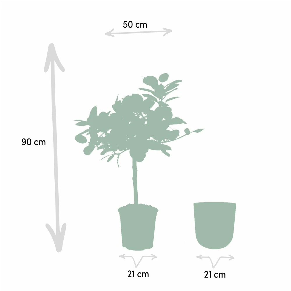 Ficus Benghalensis Et Son Cache-pot Doré - H90cm, ø21cm - Grande Plante D'intérieur 4 Ficus Benghalensis Et Son Cache-pot Doré - H90cm, ø21cm - Grande Plante D'intérieur – Image 4