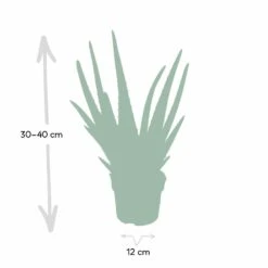 Aloe Vera - H30cm, ø12cm - Plante D'intérieur Succulente 9 Aloe Vera - H30cm, ø12cm - Plante D'intérieur Succulente -Ryobi Jardin Boutique c62c5fdd3bcbbb2c