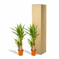 Yucca X2 - H90cm, ø17cm - Grandes Plantes D'intérieur 9 Yucca X2 - H90cm, ø17cm - Grandes Plantes D'intérieur -Ryobi Jardin Boutique c6d5abe3bceca92c