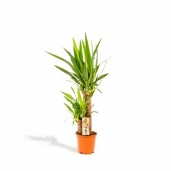 Yucca - H90cm, ø17cm - Grande Plante D'intérieur
