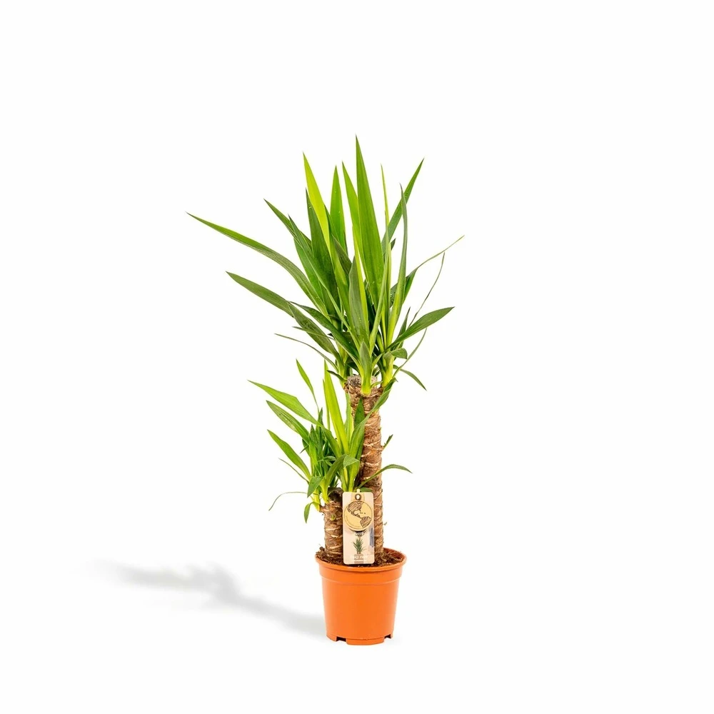 Yucca - H90cm, ø17cm - Grande Plante D'intérieur 1 Yucca - H90cm, ø17cm - Grande Plante D'intérieur