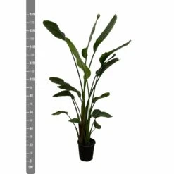 Strelitzia Nicolai Xxl - H180cm, ø24cm - Très Grande Plante D'intérieur -Ryobi Jardin Boutique c8034890acb344ba