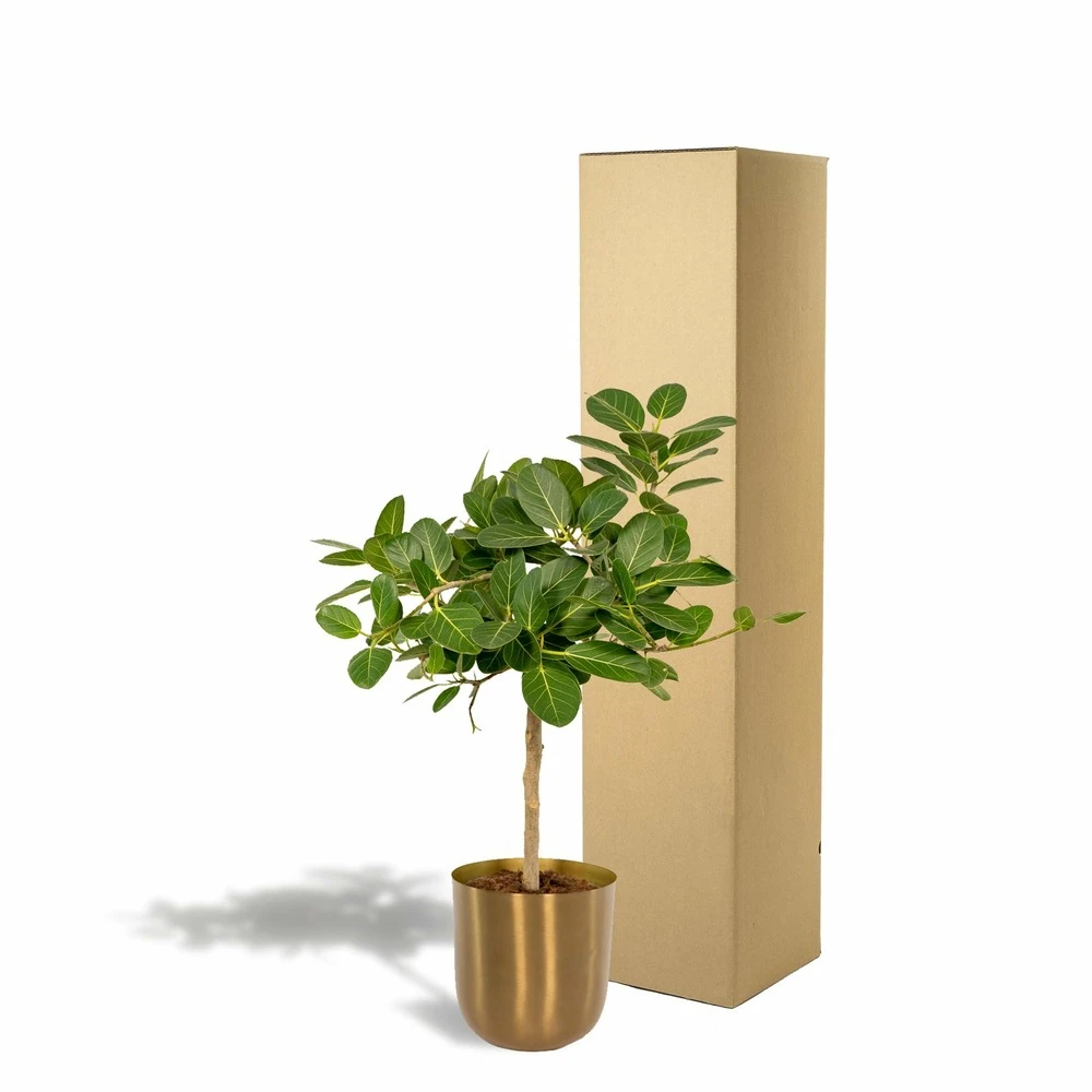 Ficus Benghalensis Et Son Cache-pot Doré - H90cm, ø21cm - Grande Plante D'intérieur 5 Ficus Benghalensis Et Son Cache-pot Doré - H90cm, ø21cm - Grande Plante D'intérieur – Image 5