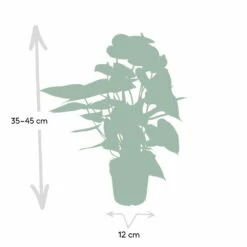 Anthurium Rouge - H40cm, ø12cm - Plante D'intérieur -Ryobi Jardin Boutique c9996e5be3d5689d