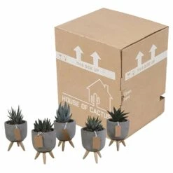 Gasteria, Haworthia Et Leurs Caches-pots, Box De 5 Plantes - H11cm, ø6,5cm - Plantes D'intérieur -Ryobi Jardin Boutique ca78553d44d0f269