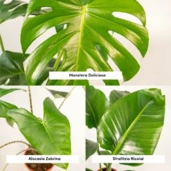 Delicious Monstera, Alocasia Zebrina, Strelitzia Nicolai - Plantes D'intérieur -Ryobi Jardin Boutique cbdd6cc8c548d956