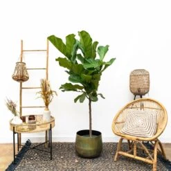 Ficus Lyrata Xl - H150cm, ø30cm - Très Grande Plante D'intérieur -Ryobi Jardin Boutique cbf3a6952e7e701c