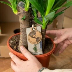 Yucca - H90cm, ø17cm - Grande Plante D'intérieur 8 Yucca - H90cm, ø17cm - Grande Plante D'intérieur -Ryobi Jardin Boutique cd75224d45c0ed46