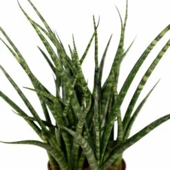 Sansevieria Fernwood Punk - H30cm, ø12cm - Plante D'intérieur Sans Entretien -Ryobi Jardin Boutique cda90238b05458e8