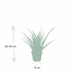 Sansevieria Fernwood Punk - H30cm, ø12cm - Plante D'intérieur Sans Entretien -Ryobi Jardin Boutique ce253637df77bdc2