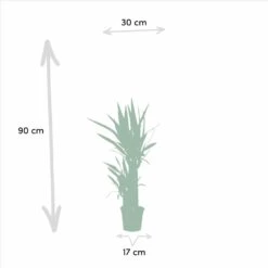 Yucca X3 - Grandes Plantes D'intérieur -Ryobi Jardin Boutique ce4ed4497003ae8b
