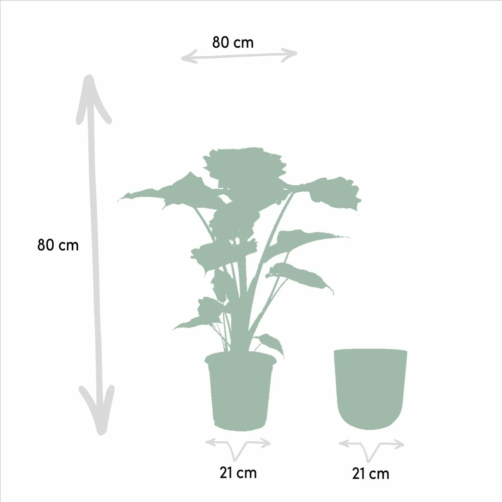 L'alocasia Portodora Et Son Cache-pot Métal Argenté - H80cm, ø21cm - Grande Plante D'intérieur 4 L'alocasia Portodora Et Son Cache-pot Métal Argenté - H80cm, ø21cm - Grande Plante D'intérieur – Image 4