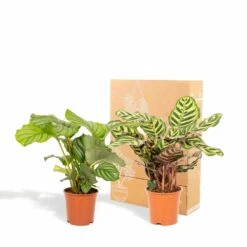 Calathea Makoyana, Calathea Orbifolia, Duo De Plantes - Plantes D'intérieur -Ryobi Jardin Boutique d2984aa7b87765fb