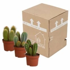 Cactus, Box De 3 Plantes - H15cm, ø10,5cm - Plantes D'intérieur -Ryobi Jardin Boutique d459fa507b1fa377
