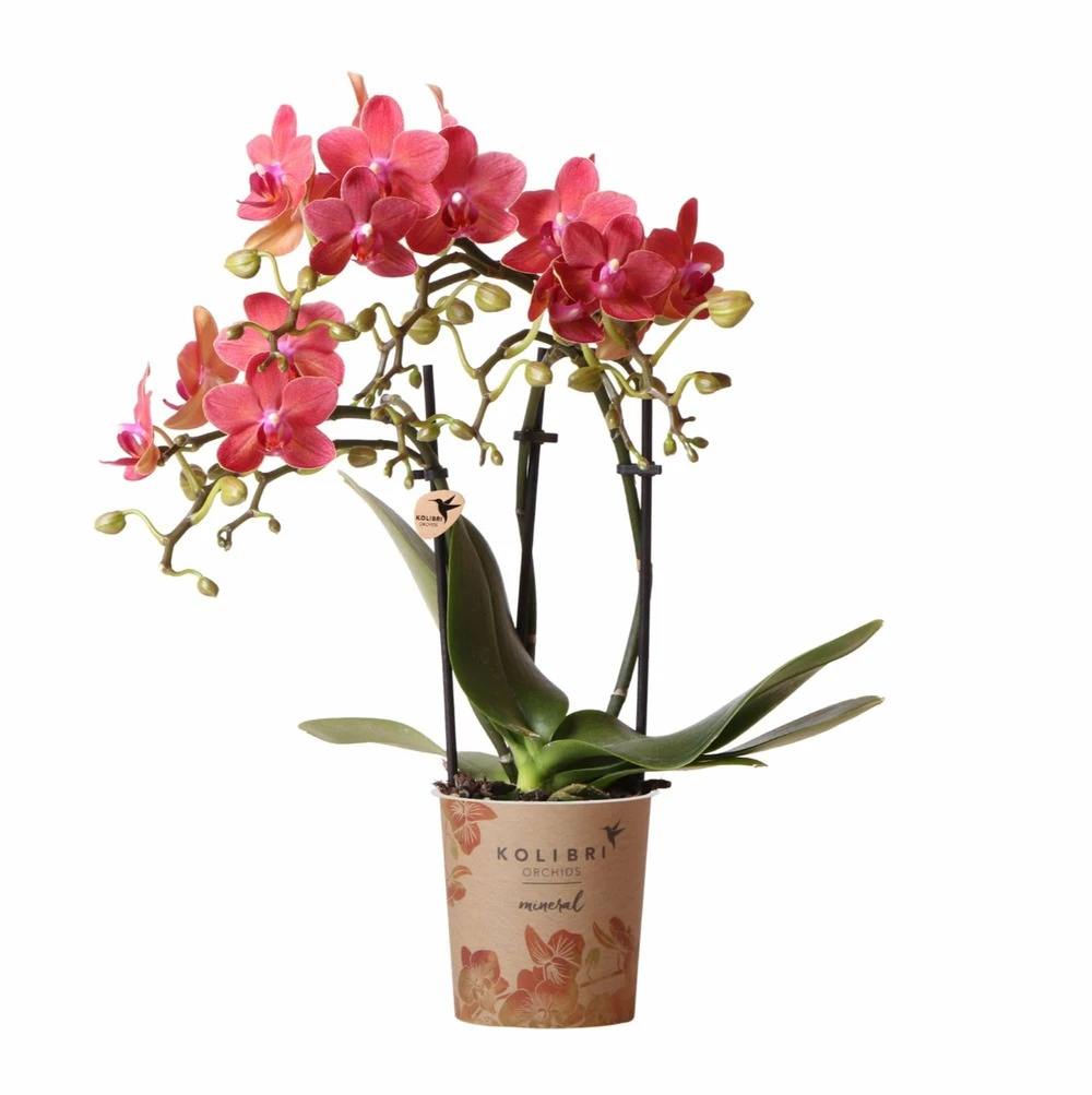 Orchidée Rouge Phalaenopsis - H35cm, ø9cm - Plante D'intérieur Fleurie 1 Orchidée Rouge Phalaenopsis - H35cm, ø9cm - Plante D'intérieur Fleurie
