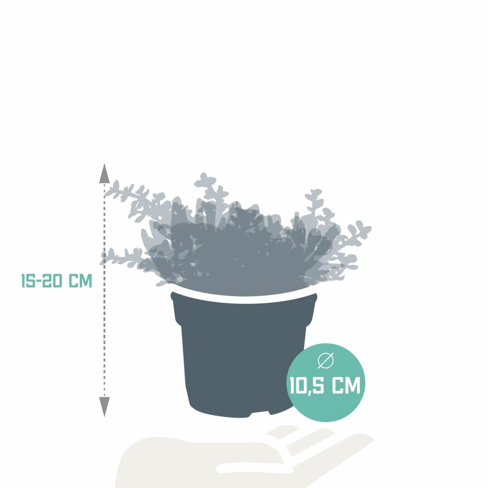 Crassula, Box De 3 Plantes - H15cm, ø10,5cm - Plantes D'intérieur 2 Crassula, Box De 3 Plantes - H15cm, ø10,5cm - Plantes D'intérieur – Image 2