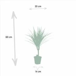 Dracaena Marginata - H60cm, ø14cm - Plante D'intérieur 8 Dracaena Marginata - H60cm, ø14cm - Plante D'intérieur -Ryobi Jardin Boutique d87a633f9933e9c0
