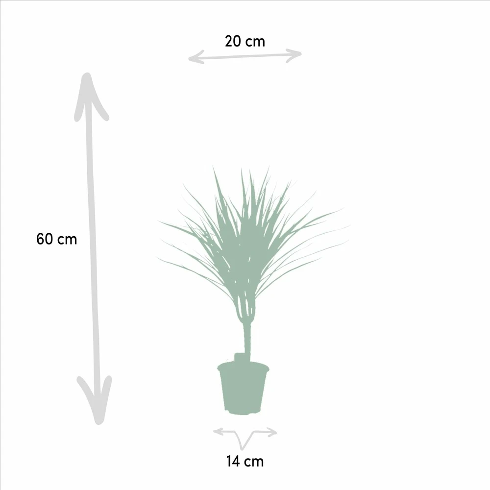 Dracaena Marginata - H60cm, ø14cm - Plante D'intérieur 4 Dracaena Marginata - H60cm, ø14cm - Plante D'intérieur – Image 4
