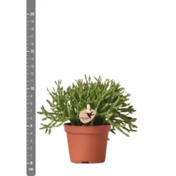 Rhipsalis Baccifera - H10cm, ø6cm - Plante D'intérieur -Ryobi Jardin Boutique d8a9a5d59c839e84