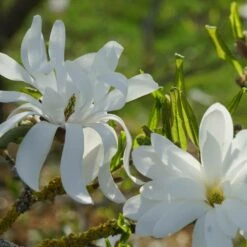 Magnolia étoilé Stellata/pot De 4l - 40/60 Cm -Ryobi Jardin Boutique d8d2b549ab6873c6