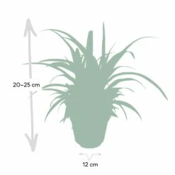 Chlorophytum - H25cm, ø12cm - Plante D'intérieur -Ryobi Jardin Boutique d954fc84ca9bd2b7