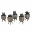 Gasteria, Haworthia Et Leurs Caches-pots, Box De 5 Plantes - H11cm, ø6,5cm - Plantes D'intérieur