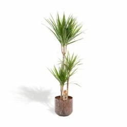 Dracaena Et Son Cache-pot Effet Rouille - H120cm, ø21cm - Très Grande Plante D'intérieur
