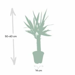Yucca - H40cm, ø14cm - Plante D'intérieur -Ryobi Jardin Boutique dfb4e1d60cd870d4