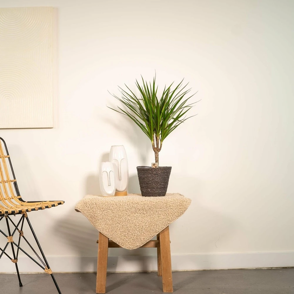 Dracaena Marginata - H60cm, ø14cm - Plante D'intérieur 2 Dracaena Marginata - H60cm, ø14cm - Plante D'intérieur – Image 2