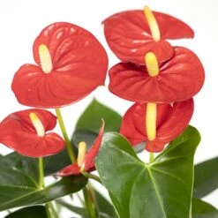 Anthurium Rouge - H40cm, ø12cm - Plante D'intérieur -Ryobi Jardin Boutique e3860a8fe5bc4c77