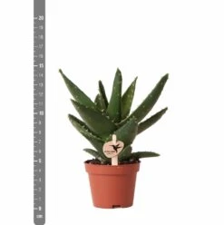 Aloe Brevifolia - H14cm, ø6cm - Plante D'intérieur Facile D'entretien 9 Aloe Brevifolia - H14cm, ø6cm - Plante D'intérieur Facile D'entretien -Ryobi Jardin Boutique e4866a2fa84e2daf