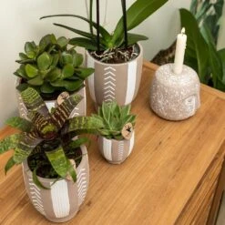 Echeveria Miranda - H13cm, ø9cm - Plante D'intérieur -Ryobi Jardin Boutique e48b09644112b9bd