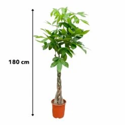 Pachira Aquatica - H150cm, ø30cm - Très Grande Plante D'intérieur -Ryobi Jardin Boutique e4b229d448b4fe43