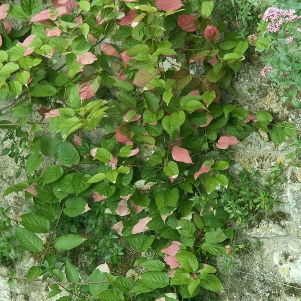 Actinidia Kolomikta - Actinidia Kolomikta 3l 3 Actinidia Kolomikta - Actinidia Kolomikta 3l – Image 3