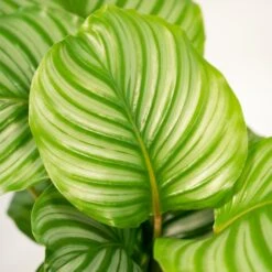 Calathea Orbifolia Et Son Panier Naturel - H65cm, ø19cm - Plante D'intérieur -Ryobi Jardin Boutique e9c503b56a227f5c
