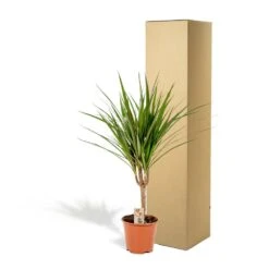 Dracaena Marginata - H60cm, ø14cm - Plante D'intérieur 9 Dracaena Marginata - H60cm, ø14cm - Plante D'intérieur -Ryobi Jardin Boutique eb1b8a1fe41c55fa