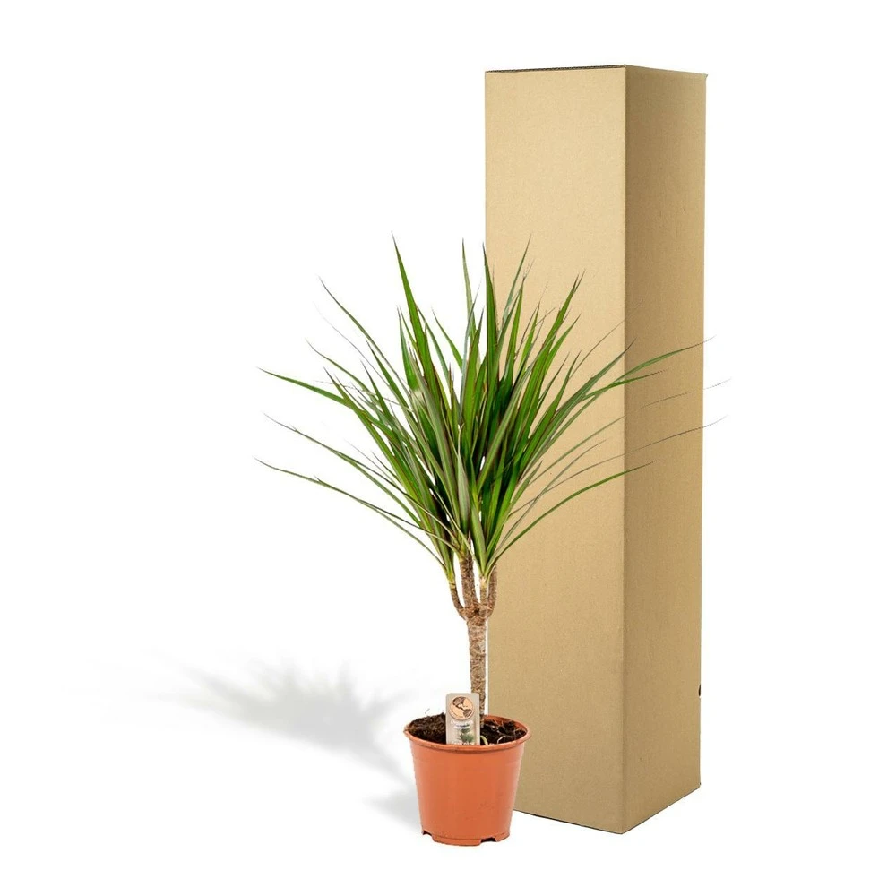Dracaena Marginata - H60cm, ø14cm - Plante D'intérieur 5 Dracaena Marginata - H60cm, ø14cm - Plante D'intérieur – Image 5