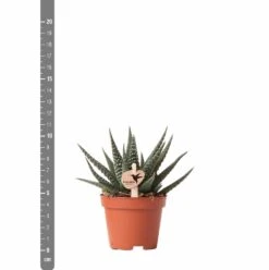 Haworthia - H11cm, ø6cm - Plante D'intérieur -Ryobi Jardin Boutique eb6d65895f5d6334