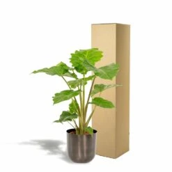 L'alocasia Portodora Et Son Cache-pot Métal Argenté - H80cm, ø21cm - Grande Plante D'intérieur 9 L'alocasia Portodora Et Son Cache-pot Métal Argenté - H80cm, ø21cm - Grande Plante D'intérieur -Ryobi Jardin Boutique ecf59edf94fcf0cd